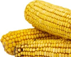 Duvo Knaagdierensnack : Maiskolven Trio 3st