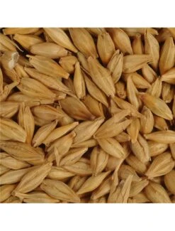 Duvo GERST DUIVEN EXTRA | Worldofanimals.nl Heeft Het!