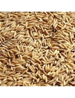 Duvo RIJST PADY DUIVEN | Worldofanimals.nl Heeft Het!