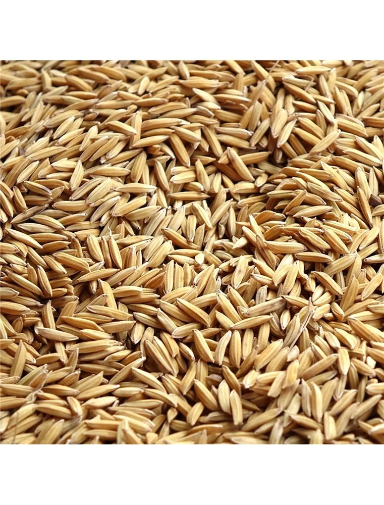 Duvo RIJST PADY DUIVEN | Worldofanimals.nl Heeft Het! 3 Duvo RIJST PADY DUIVEN | Worldofanimals.nl Heeft Het!